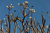 Albero di frangipani (plumeria) Luang Prabang, Laos.